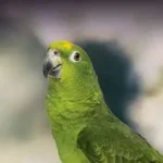 Hand-Raised Indian Ringneck Parakeet for Sale – Mo’s Birds|Hand-Raised Gold Cap Conure for Sale – Mo’s Birds
