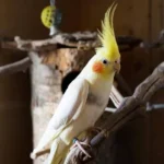 Hand-Raised Indian Ringneck Parakeet for Sale – Mo’s Birds|Hand-Raised Gold Cap Conure for Sale – Mo’s Birds
