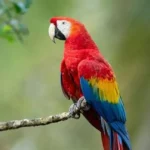 Hand-Raised Indian Ringneck Parakeet for Sale – Mo’s Birds|Hand-Raised Gold Cap Conure for Sale – Mo’s Birds