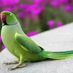 Hand-Raised Indian Ringneck Parakeet for Sale – Mo’s Birds|Hand-Raised Gold Cap Conure for Sale – Mo’s Birds